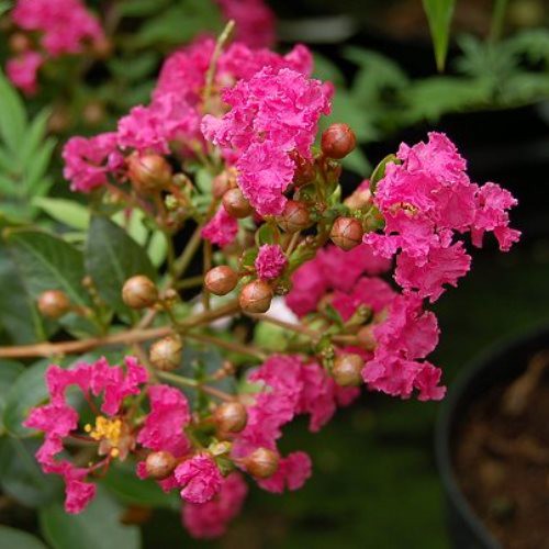 Lagerstroemia Flamenco, Crepe Myrtle - Pb6.5
