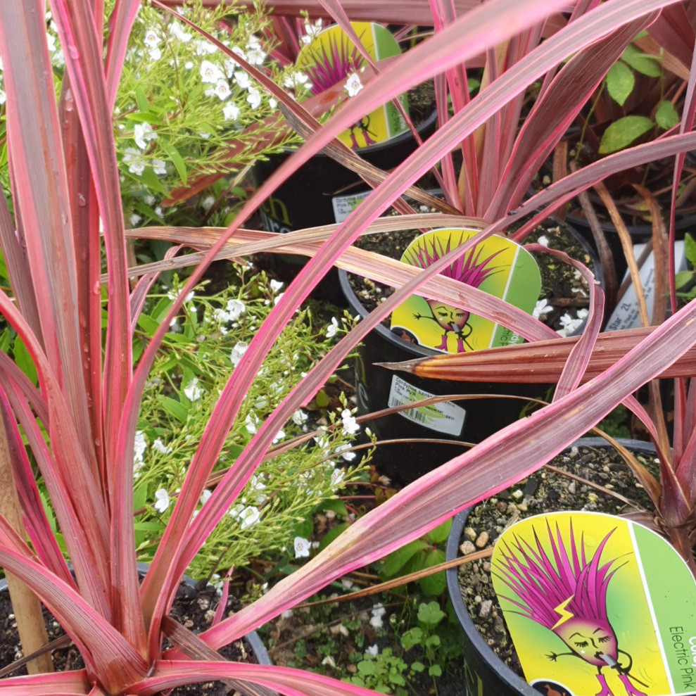 Cordyline x Electric Pink - 2Ltr/2.5Ltr - Image 2