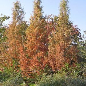 Metasequoia glyptostroboides, Dawn Redwood - Pb6.5