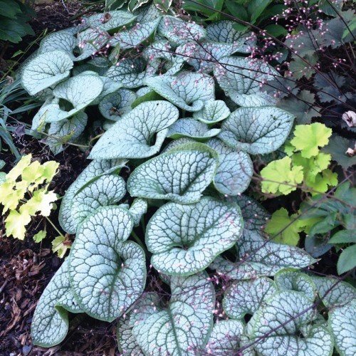 Brunnera Sea Heart, Bugloss - 2.4Ltr - Image 2