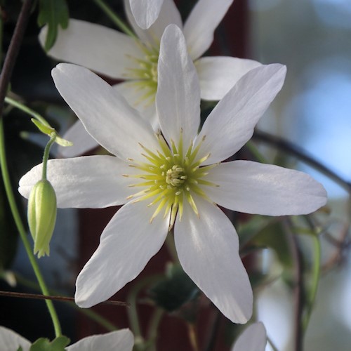 Clematis paniculata, Puawhananga - 3.5Ltr - Image 2