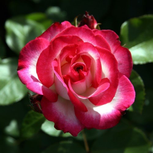 Rose Raspberry Ice (floribunda) - Image 2