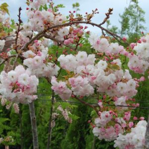 Prunus Shimidsu Sakura, Moonlight Flowering Cherry - Pb28 (200/230) Low Worked