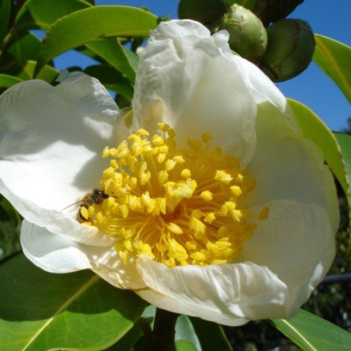Gordonia Moonlight Magic - Pb18 (100/150)