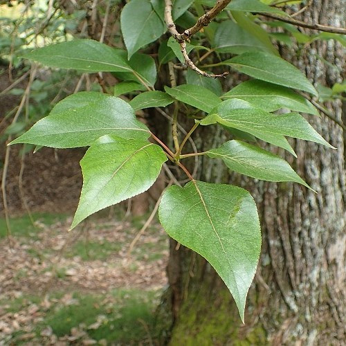 Populus yunnanensis, Chinese Poplar - Pb6.5 - Image 2