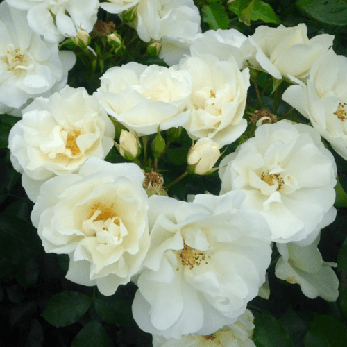 Rose Flower Carpet White - Image 2