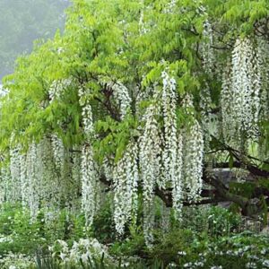 Wisteria White Silk - Pb6.5