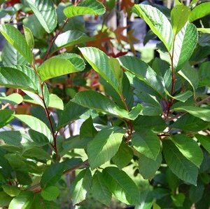 Alnus cremastogyne, Chinese Evergreen Alder - Pb12