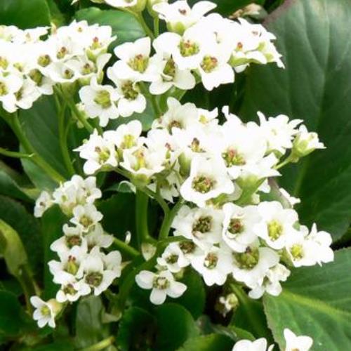Bergenia Bressingham White - Pot - Image 2