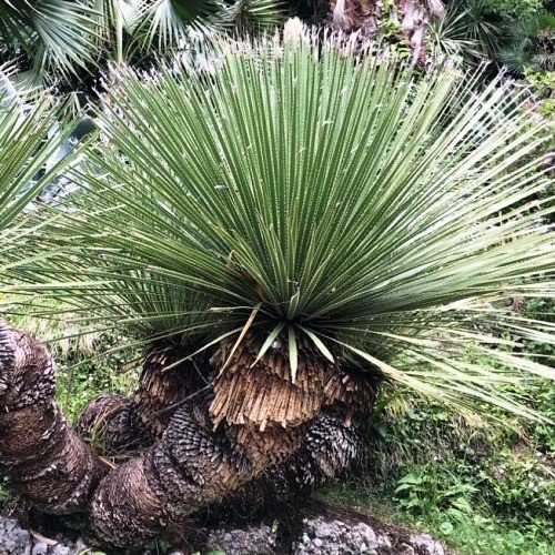 Dasylirion acrotrichum, Green Desert Spoon - Pb6.5 - Image 2