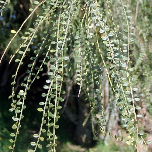 Sophora longicarinata, Limestone Kowhai - PB5