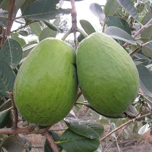 Feijoa Opal Star - 3.3Ltr/3.5Ltr