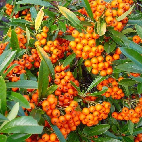 Pyracantha Orange Glow, Firethorn - Pb6.5