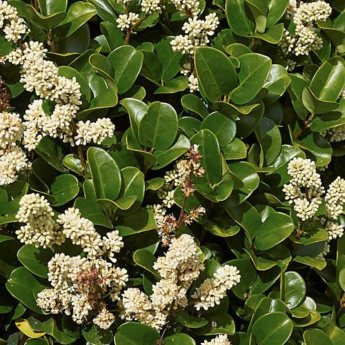 Ligustrum japonicum Rotundifolium - 3.5L (25/45)