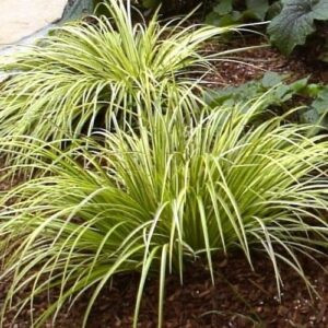 Acorus Ogon, Golden Sweet Flag - Pot