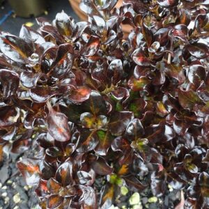 Coprosma Midnight Martini - 2.5Ltr