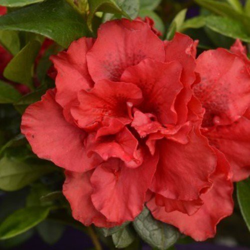Azalea Goyet - 1.25Ltr