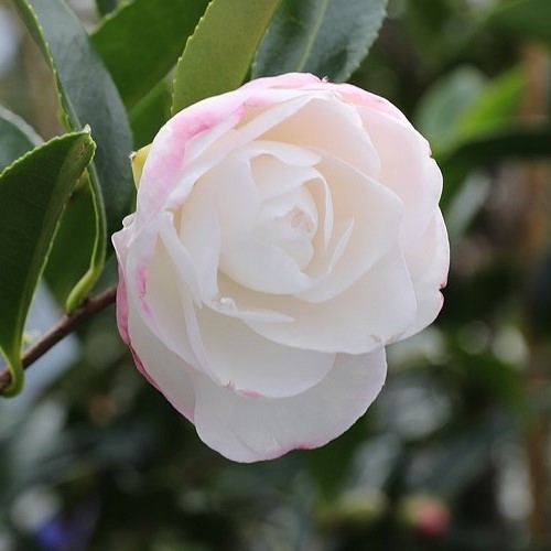 Camellia Early Pearly - Pb40 (1.5m/1.8m) - Image 2
