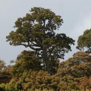 Dacrydium cupressinum, Rimu - Pot