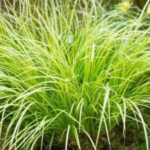 Acorus Mini Gold, Japanese Sweet Flag - 1.3Ltr
