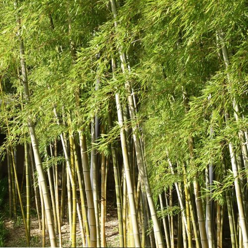 Phyllostachys edulis - pb40 (90/120) - Image 2