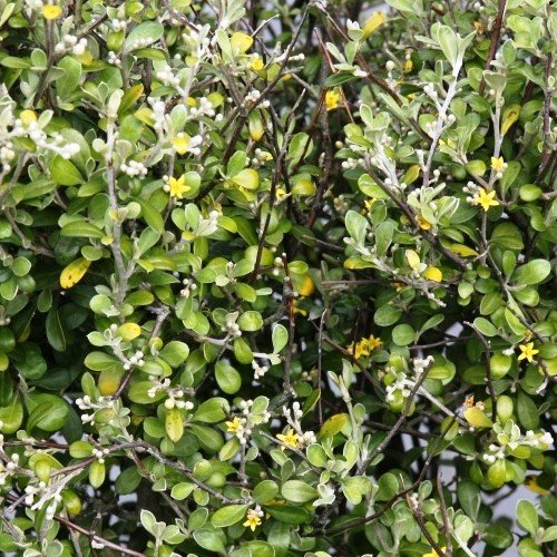 Corokia x Emerald and Jade - Pb5 - Image 2