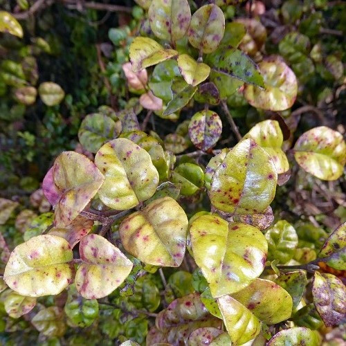 Lophomyrtus bullata