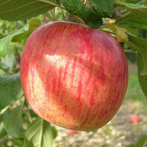 Apple Laxton's Fortune - Pb12 - Image 2