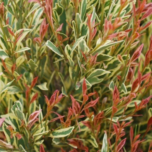 Syzygium Variegata - Pb5 - Image 2