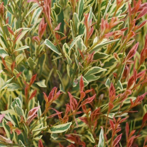 Syzygium Variegata - Pb5