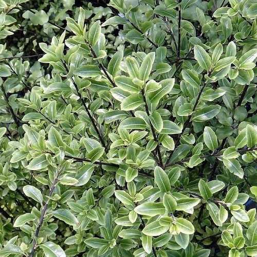Pittosporum Mountain Jade - 4.5Ltr
