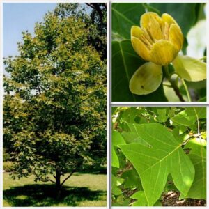 Liriodendron chinense, Chinese Tulip Tree - Pb12 (180/250)