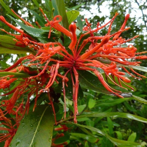 Embothrium coccineum, Chilean Fire Tree - Pb6.5 - Image 2