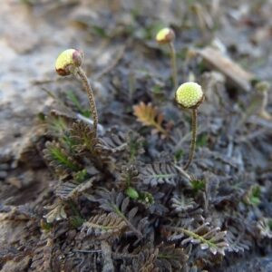 Leptinella perpusilla, Purple Brass Buttons - 1Ltr