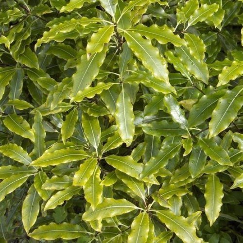 Pittosporum eugenioides, Lemonwood - Pb3 (50/70) - Image 2