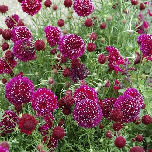 Scabiosa Crimson Cloud - 1.5Ltr - Image 2