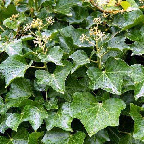 Hedera helix - Pb5 - Image 2