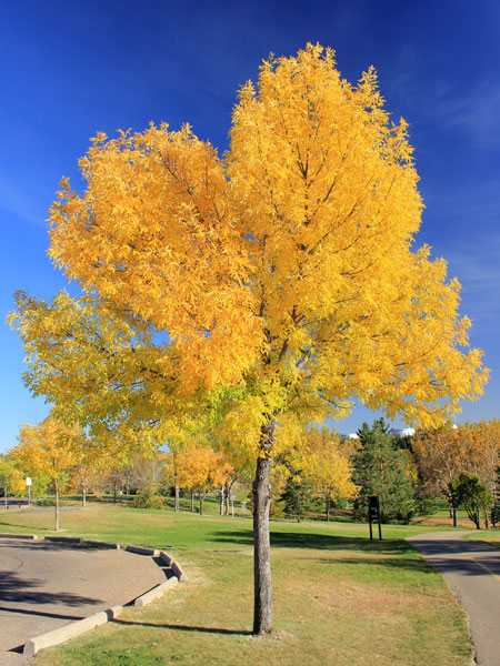 Fraxinus pennsylvanica, Green Ash, Red Ash - Pb12 (250) - Image 2