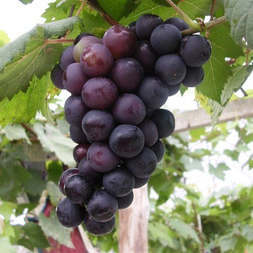 Grape Alphonse Lavelle - Pb6.5 (50/100) - Image 2