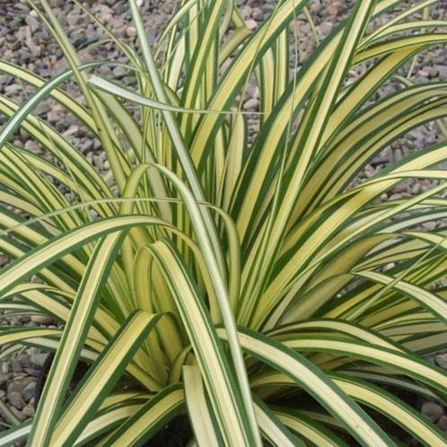 Carex Evergold, Sedge - 2Ltr - Image 2