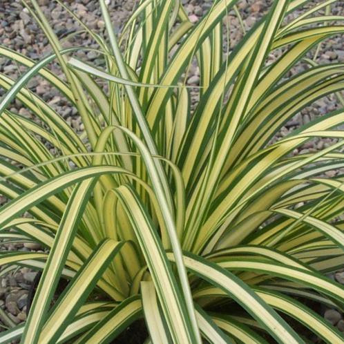 Carex Evergold, Sedge - Pot