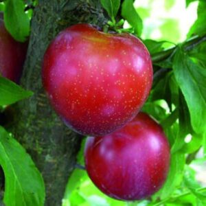 Plum Santa Rosa - Pb12/Pb18
