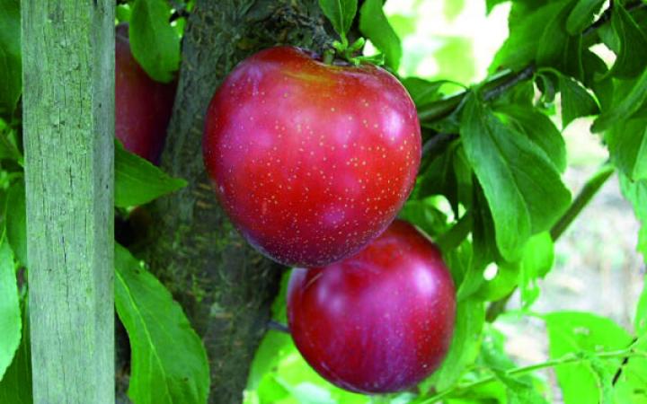 Plum Santa Rosa - Pb12/Pb18