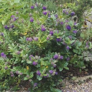 Hebe Blue Gem - Pot
