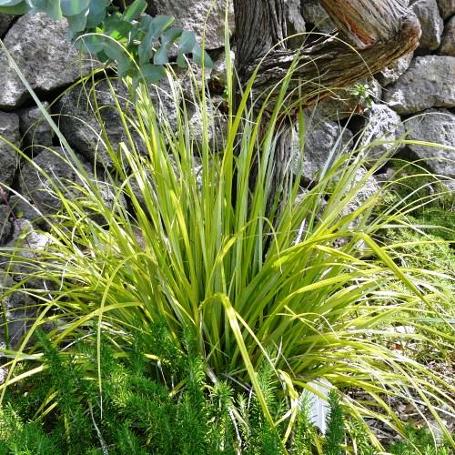 Astelia banksii - Pb2/Pb5 (20/30) - Image 2