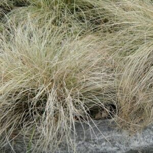 Carex comans - 1Ltr/2Ltr