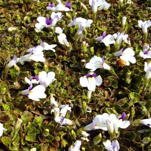 Mazus radicans, Swamp Musk - pb5 - Image 2