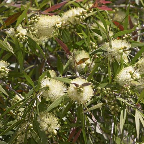Callistemon salignus, Willow Bottlebrush - Pb12/Pb28 - Image 2