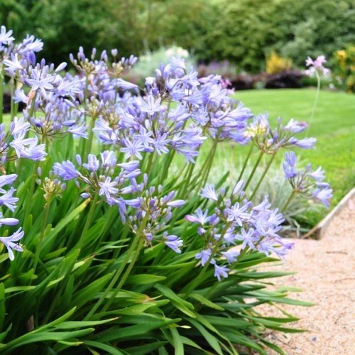 Agapanthus Baby Blue - Pb5 - Image 2