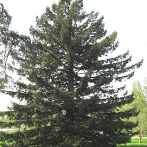 Sequoia sempervirens, Coastal Redwood - Pb28